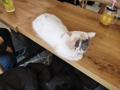 -平行世界·猫咖(首经贸店)