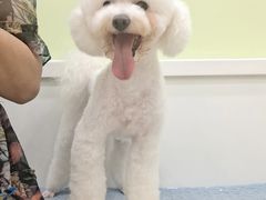 -瑞鹏宠物医院犬猫全科(真大分院)