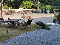 -J Create城市露营咖啡·简餐·宠物(上海动物园店)