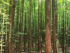 -山王坪喀斯特国家生态公园