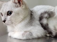 -佳雯宠物医院·皮肤科·内外科(春晓路分院)