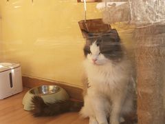 -欣宠猫屋·矮脚拿破仑·蓝金金渐层