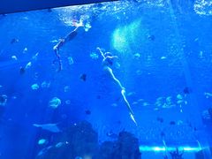 -石家庄极地海洋世界