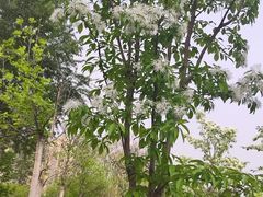 -燕郊植物园