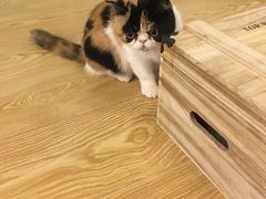 -萌喵宠狗爱心宠咖
