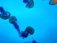 -太平洋海底世界