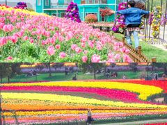 -荷兰花海