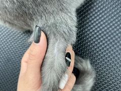 -唐小姐の猫狗洗护·购宠旗舰店(周浦万达店)