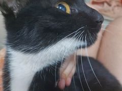 -瑞鹏宠物医院·骨科·猫科·内科(第一中心)