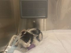 -爱派特动物医院·全科诊疗中心