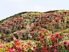-贵州百里杜鹃风景名胜区