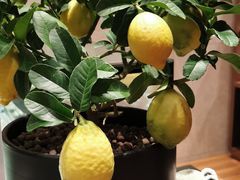 -嘉定凯悦·咖啡厅