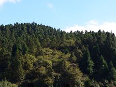 -武陵山森林公园
