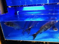 -姜君·千岛湖鱼头馆(浦东大道店)