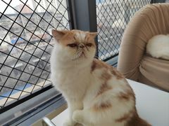 -怪兽屋·羊驼·猫咖·狗咖(俊华广场店)