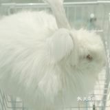 第一次见到这么大的🐰安哥拉兔/完全抱不动