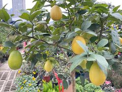 -三圣花乡旅游区