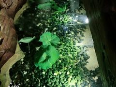 -御池园(顾村公园店)
