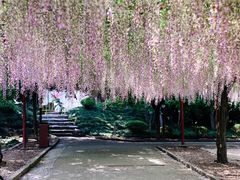 -嘉定紫藤园