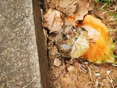 -重庆市江北嘴中央商务区中央公园