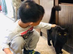 -more than meow吴止猫主题餐厅(承德 中船汇店)