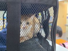 -申普宠物医院·心脏介入·心血管微创(总院)