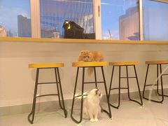 -Heymao猫咖.咖啡厅(东门店)