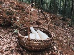 -江西阳明山国家森林公园