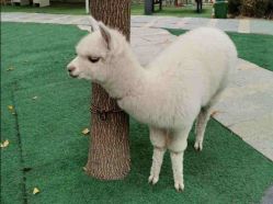 -萌宠亲子动物乐园(槐房万达店)