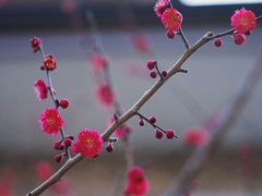 -思南公馆