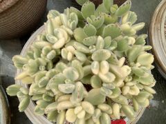 -龙大花卉苗木市场