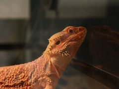 -酷以爬仙阁实体爬宠店·守宫·蜥蜴·专业繁育