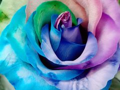 -花心思鲜花店(武昌徐东店)