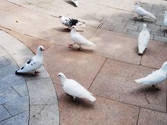 -中粮·祥云小镇