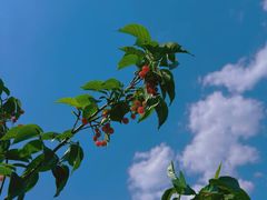 -北宅大永樱桃采摘基地(崂山总部)