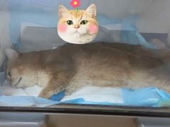 -萌兽医馆·宠物医院·猫骨科(创景店)