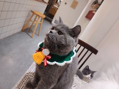 -猫友咖啡店(玉林西路店)