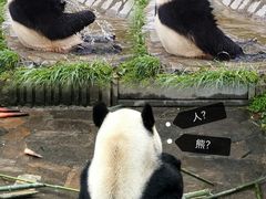 -卧龙中华大熊猫苑神树坪基地