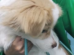 -宠颐生猫科·内科皮肤科(西平世纪城店)