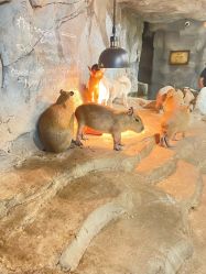 -Zoolung Zoolung动物主题公园(海信广场店)