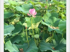 -荷塘月色湿地公园·向阳花洲