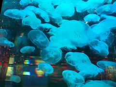 -石家庄海洋公园