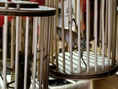 -王婆炒鱼(总店)