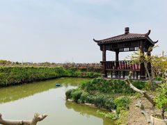 -樂桃源奉贤黄桃种植采摘基地
