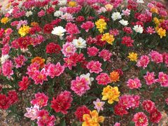 -石家庄市植物园