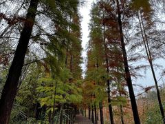 -溱湖国家湿地公园