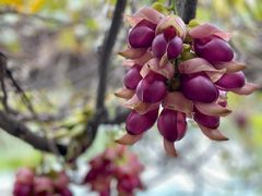 -中国科学院华南植物园