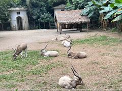 -广州动物园