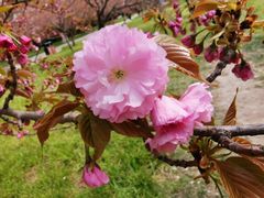 -莲花池公园