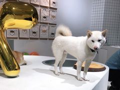 -柴务处·柴犬主题狗咖